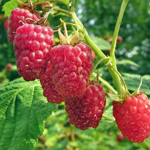 Rubus idaeus 'Glen Ample' - Harilik vaarikas 'Glen Ample' C1,5/1,5L
